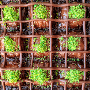 Harmony – Chocolate & Pistachio